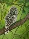 Barred Owl