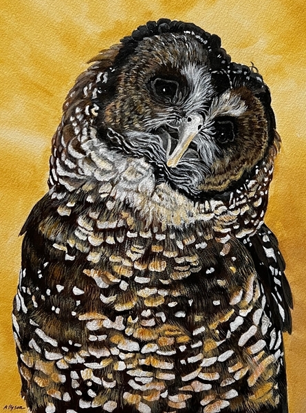 Rescue Me: Spotted Owl